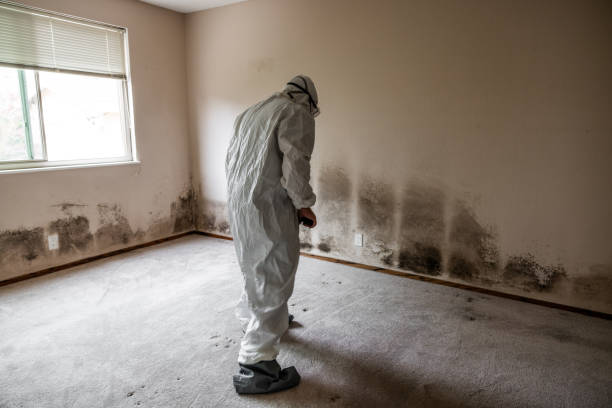 Mold Odor Removal Services